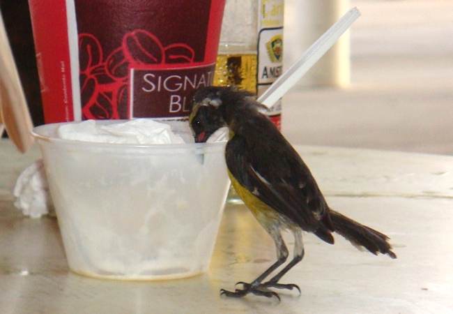 Bonaire_bird.jpg