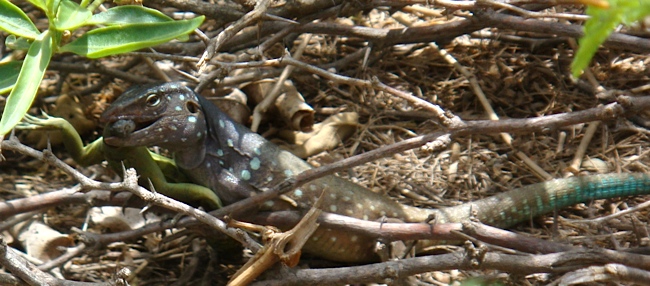 Bonaire_henkie.jpg
