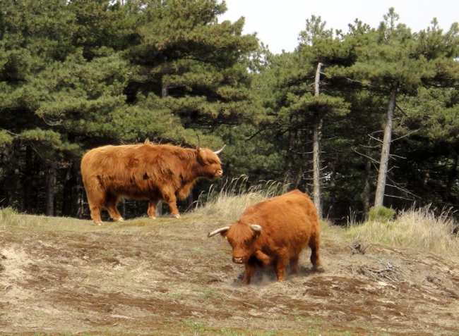 Chavanens.nl_schotsehooglanders_may10.jpg