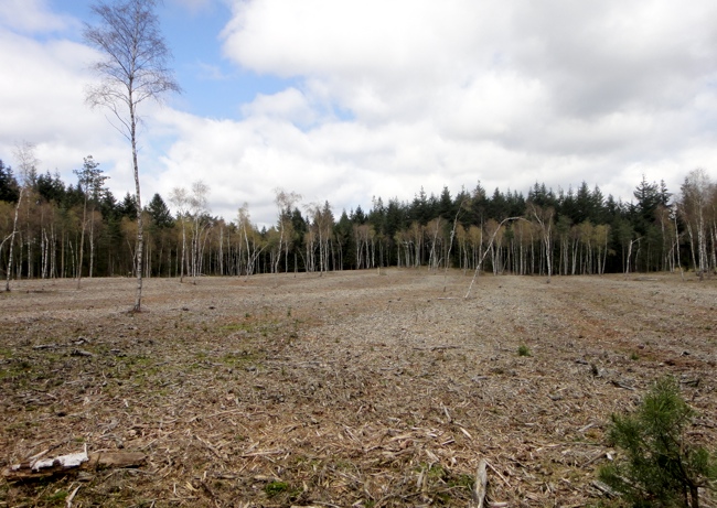 Chavannes.nl_apr10_noforest.jpg