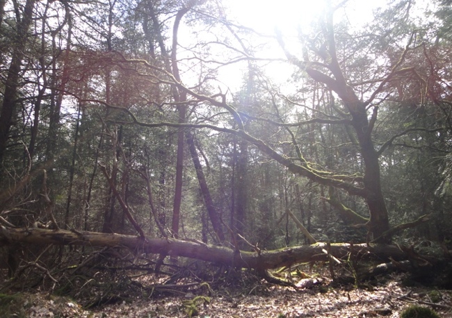 Chavannes.nl_apr10_trees.jpg
