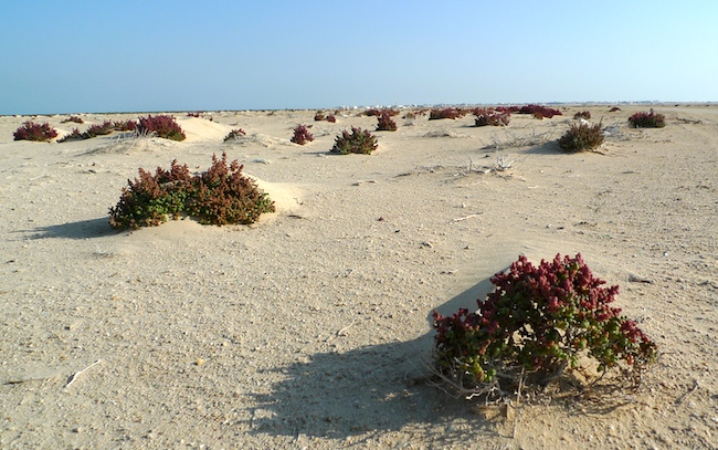 Chavannes.nl_dessertred.jpg