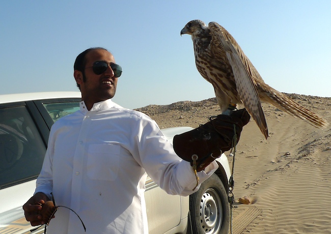 Chavannes.nl_falcon.jpg