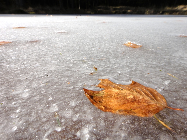 Chavannes.nl_march10_ice_leave.jpg