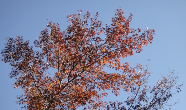 Chavannes.nl_may10_autumn_skies.jpg