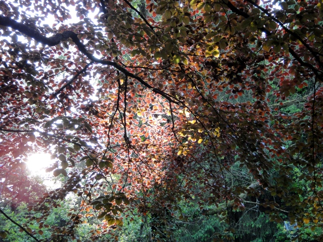 Chavannes.nl_may10_leaves.jpg