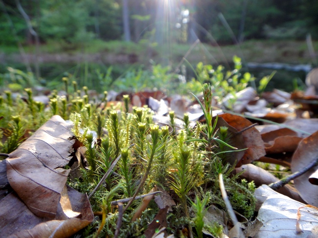 Chavannes.nl_may10_moss.jpg