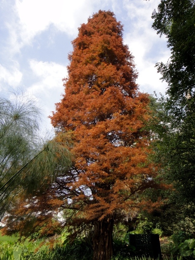 Chavannes.nl_may10_tree.jpg