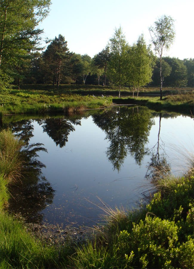 Pinkster_pond.jpg