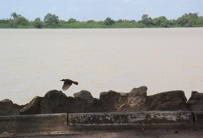 Suriname_river.jpg