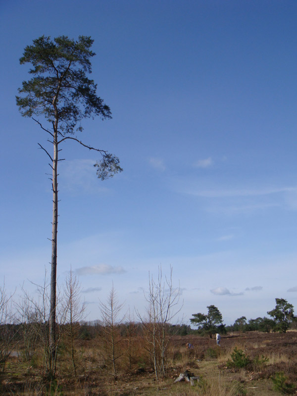 Veluwe-tree.jpg