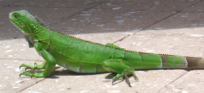 aruba_lizard.jpg
