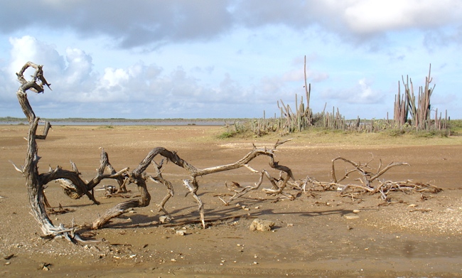 bonaire_art.jpg