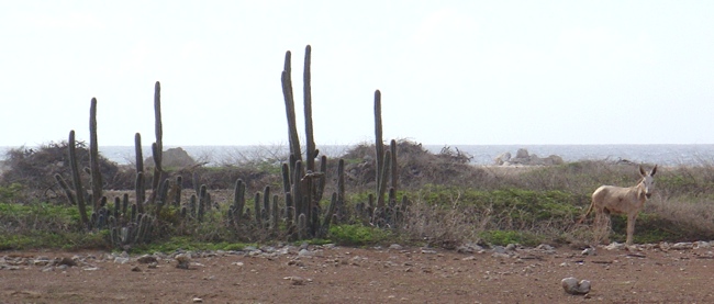 bonaire_donkey_2.jpg