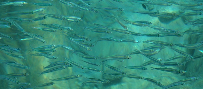 bonaire_fish_1.jpg