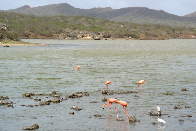 bonaire_flamingo_2.jpg