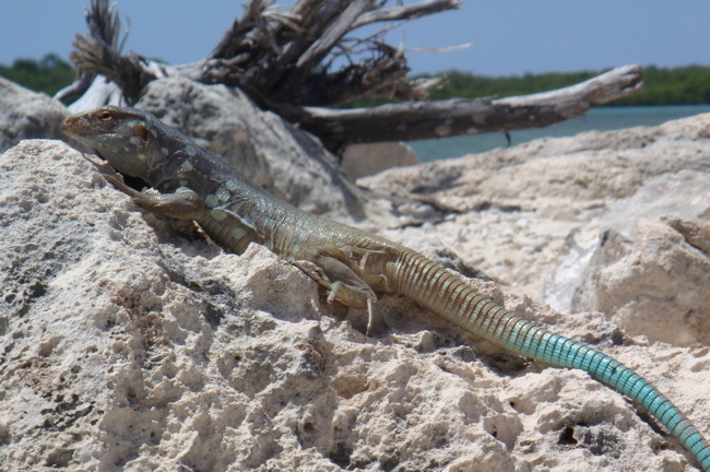 bonaire_lizard_3.jpg