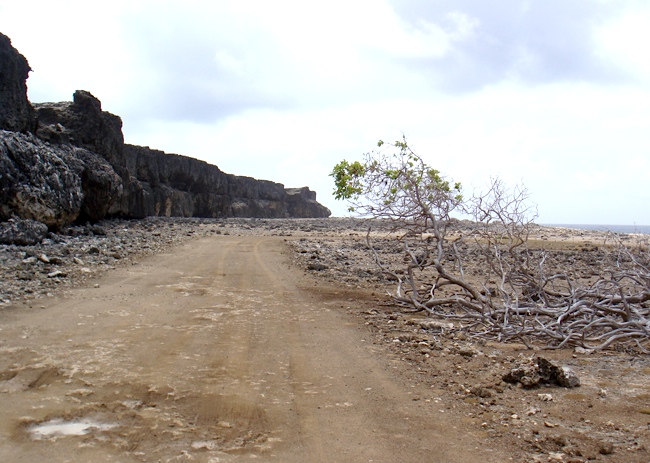 bonaire_tree_rocks.jpg
