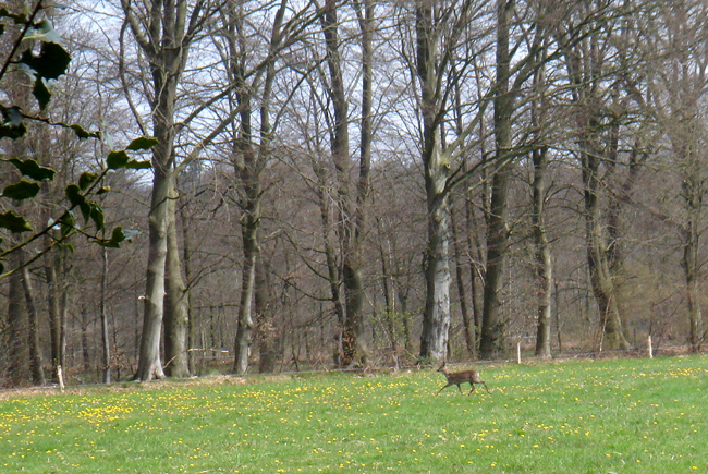 deer-20-04-08.jpg