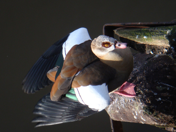 duck-Haarlem-20080301.jpg