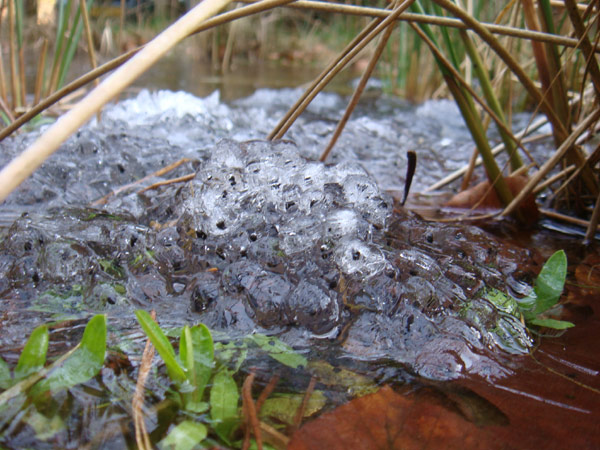 frozen-frog-eggs.jpg