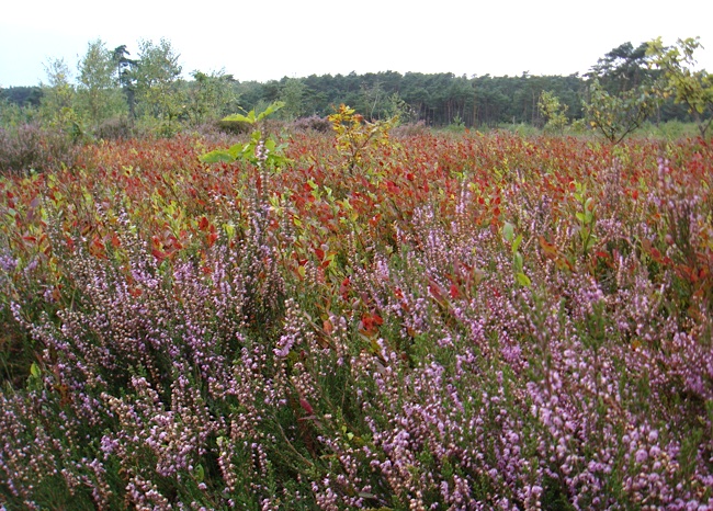 hei_veluwe_aug09.jpg