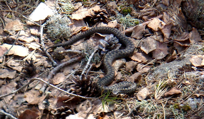 hytte_snake.jpg