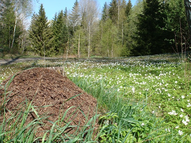 hytte_wood_anemone.jpg