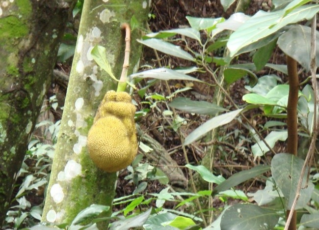 jackfruit.jpg