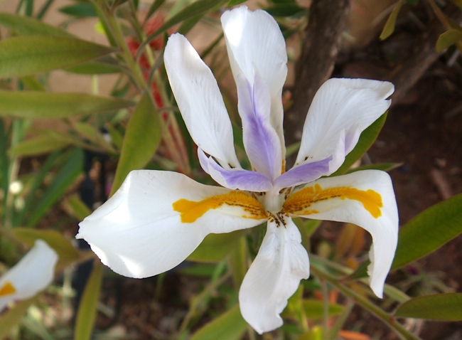 joburg_flower3.jpg