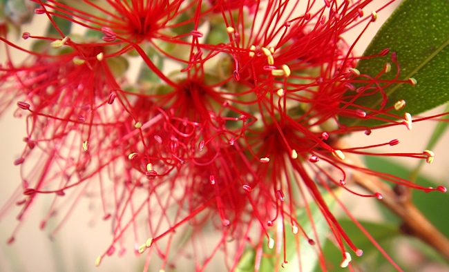 joburg_flower5.jpg
