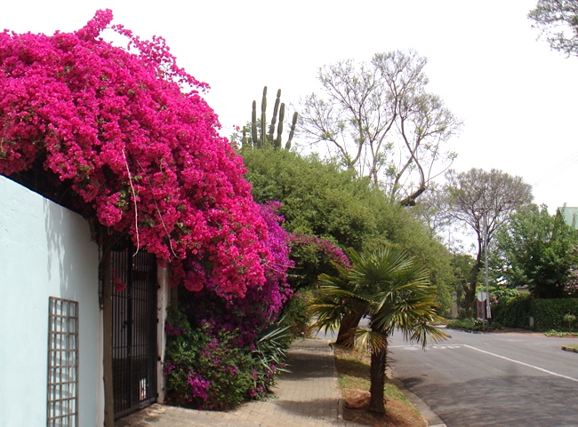 joburg_street.jpg