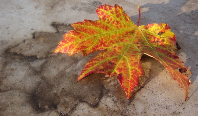 leaf.jpg
