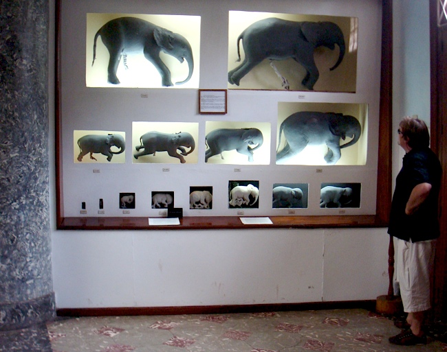 mozam_elephants.jpg