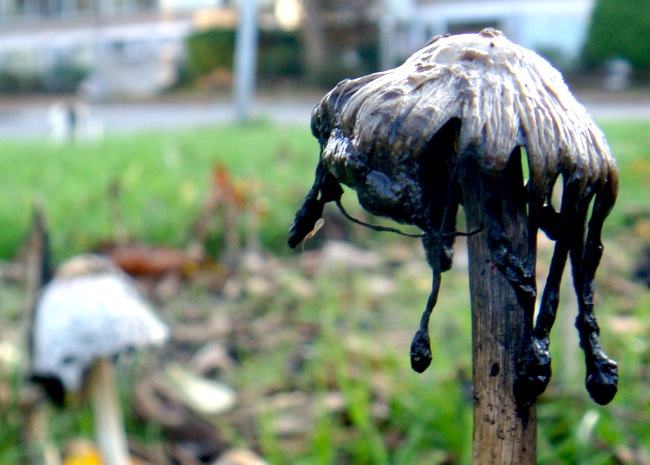 mushroom_rotten.jpg