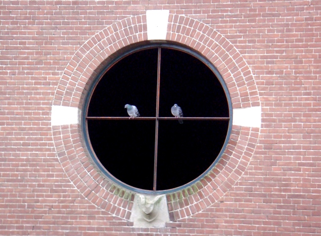 pigeon_love.jpg