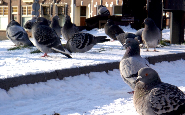 pigeon_snow.jpg
