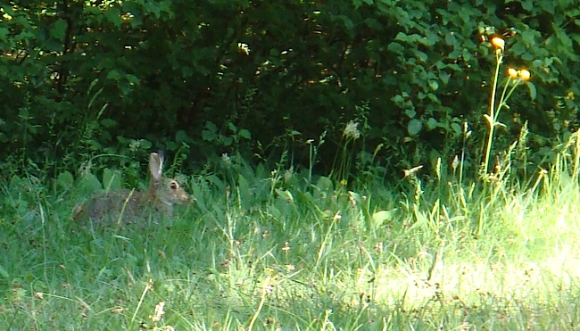 pinkster_rabbit.jpg