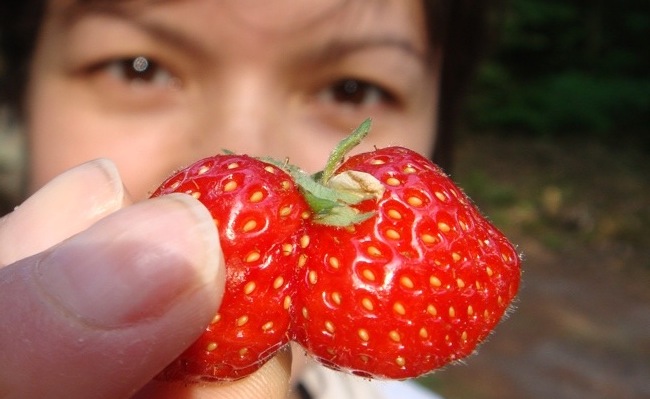 pinkster_twin_strawberry.jpg