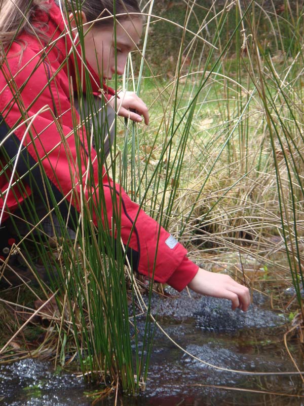 saving-frog-eggs.jpg