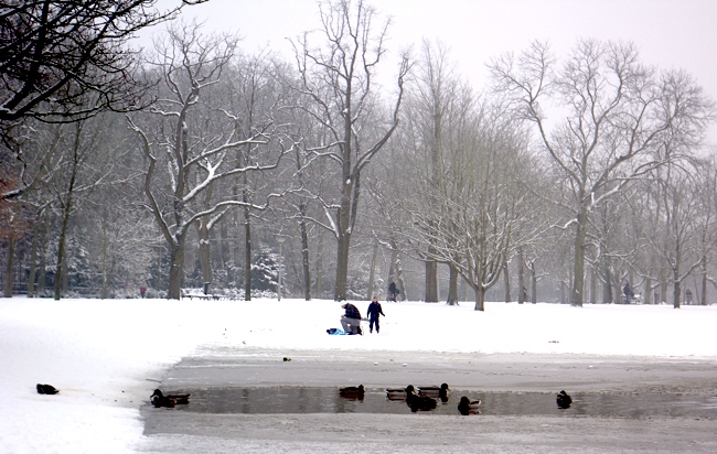 snow_ducks_vondelpark_jan10.jpg