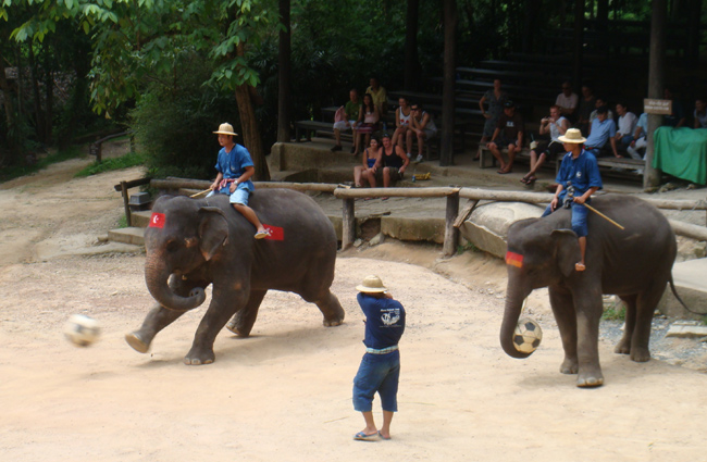 soccer-elephant.jpg
