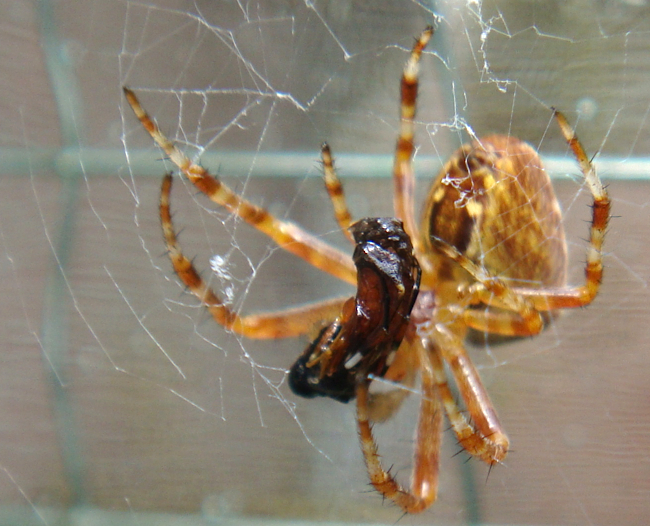 spider.jpg