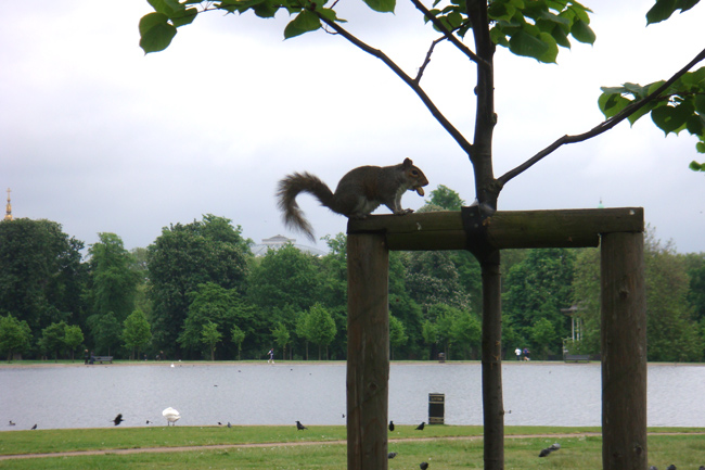 squirrel-17-5-08.jpg