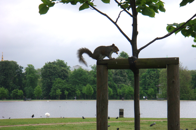 squirrel-17-5-08.jpg