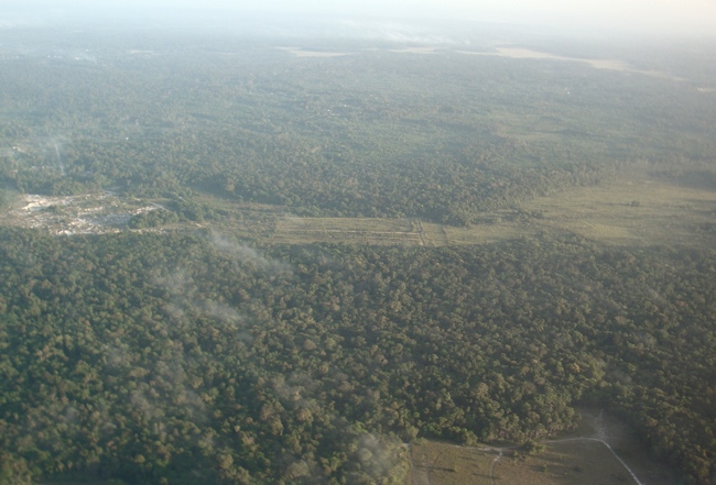suriname_jungle.jpg