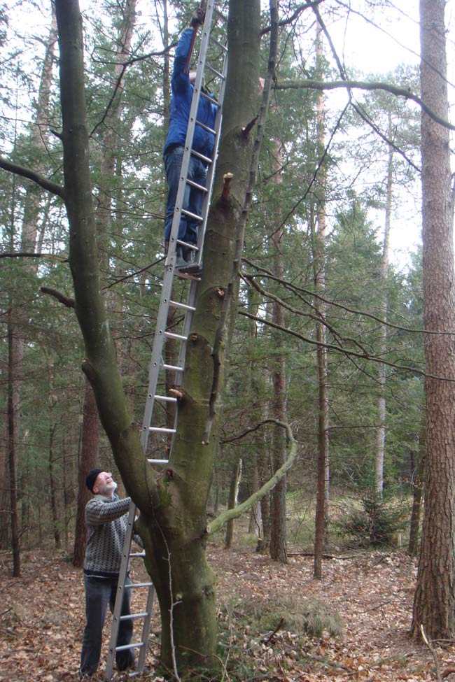 tree-repair-16-4-08.jpg