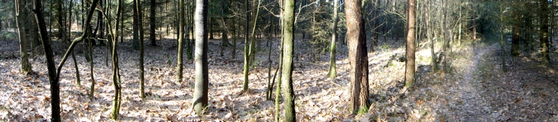 trees_panoramic.jpg