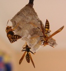 wasp_nest.jpg